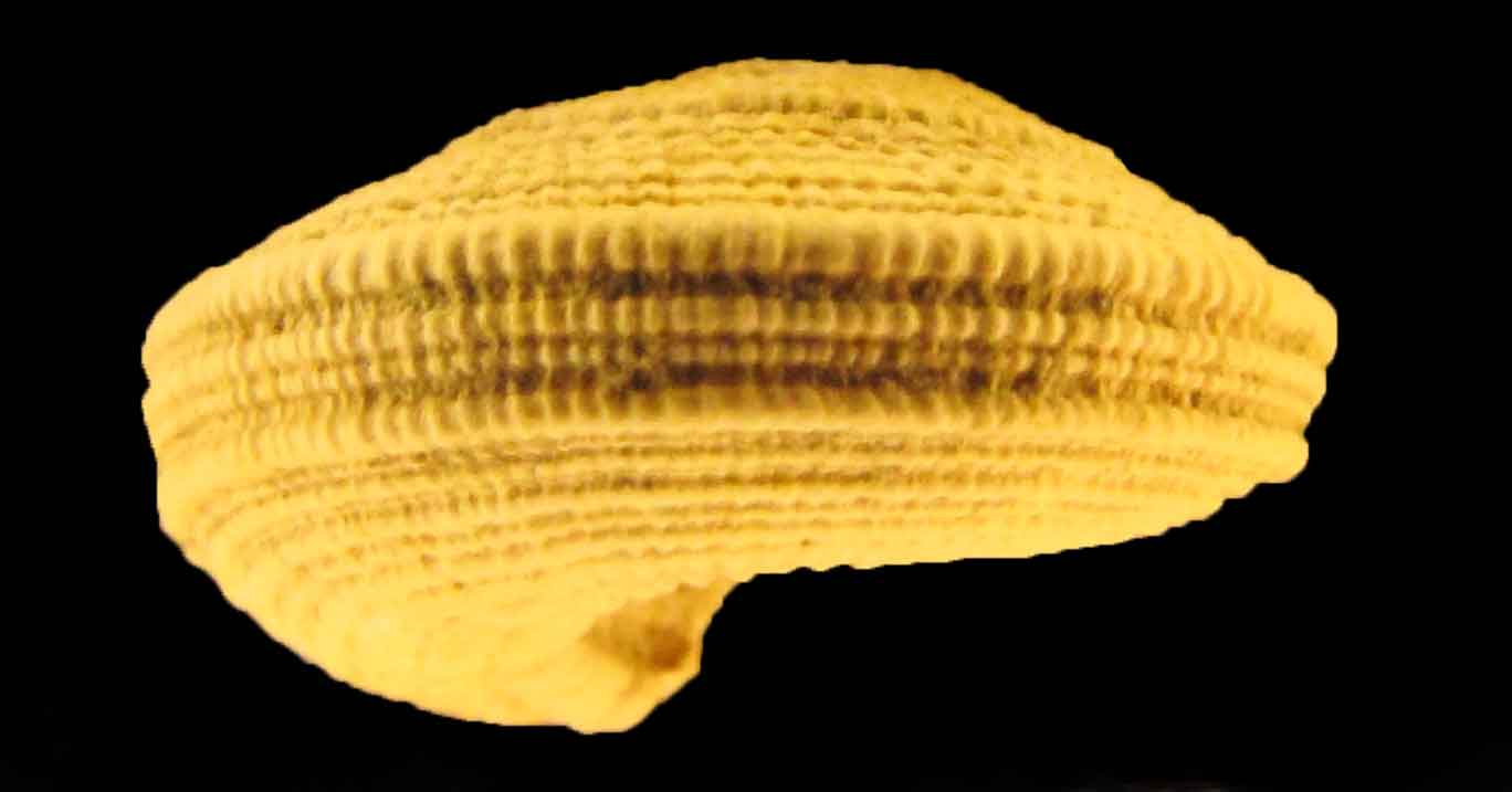 Heliacus subvariegatus